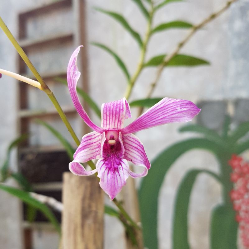 Jual Anggrek Jadul Rosemary Plant Jumbo Tahan Hujan Panas Shopee