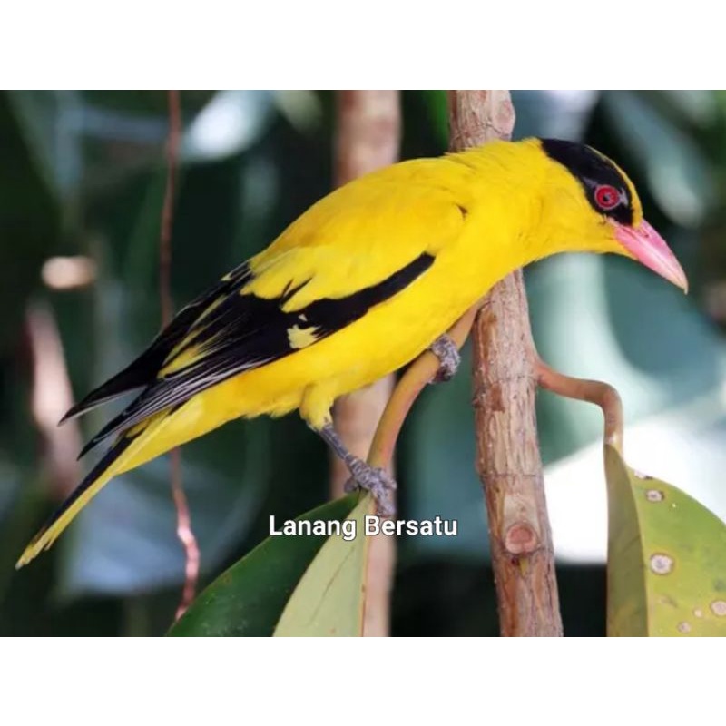 Burung Kepodang Emas Sumbawa Sudah Bunyi & Makan Pur