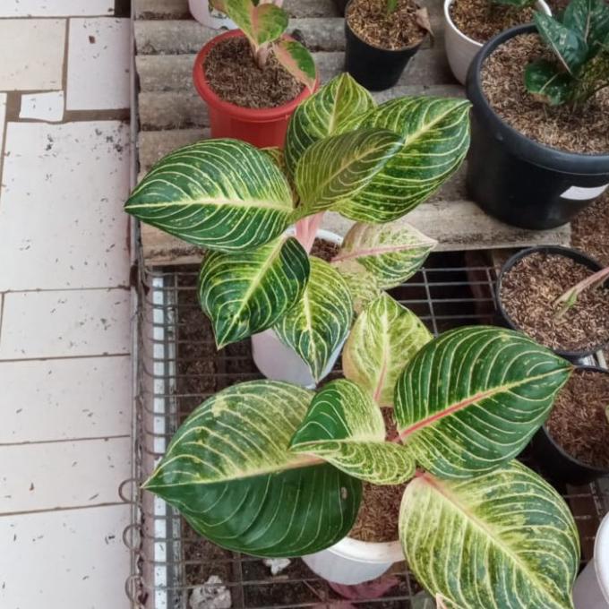 Baby aglonema esmeralda golden