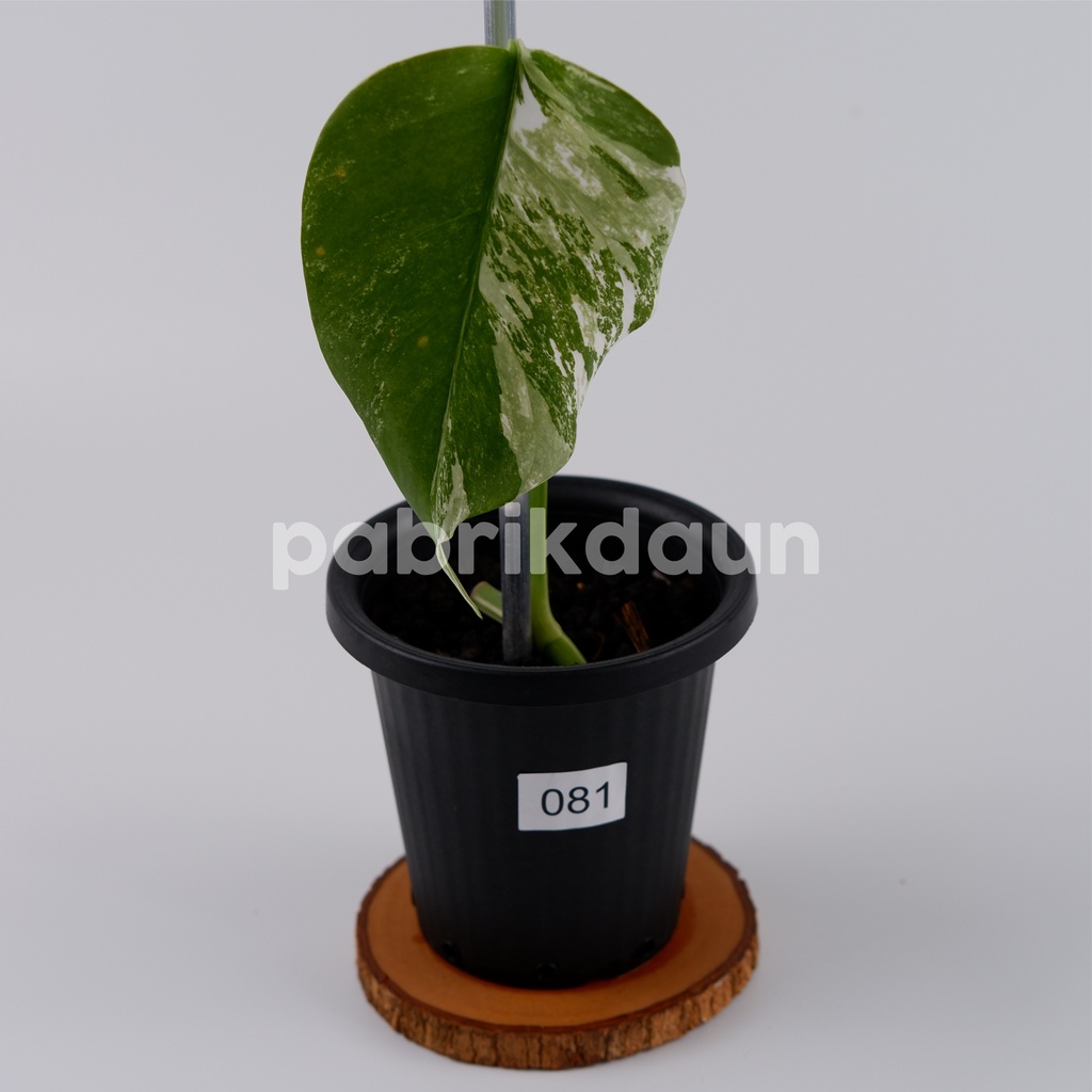 REAL PIC #81 Monstera Variegata Marble | Monvar Albo Varigata