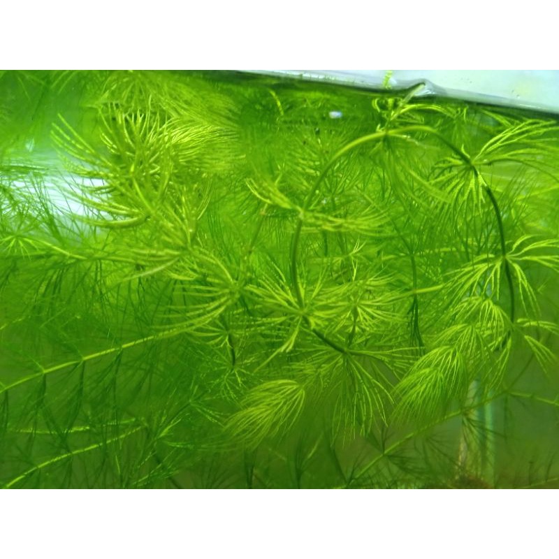 Tanaman air Ganggang Ekor Tupai