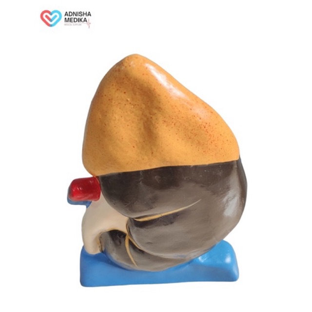 MANIKIN MODEL GINJAL / PHANTOM MANIKIN