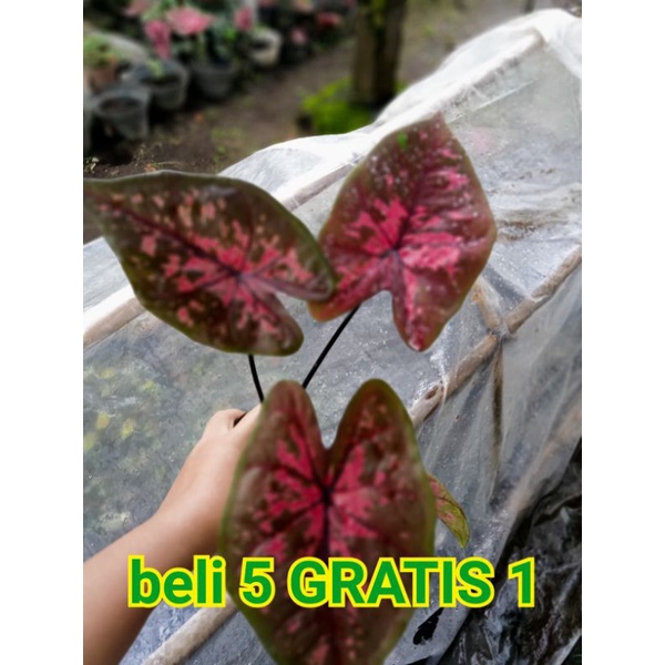 Caladium Thailand bibit anakan 901