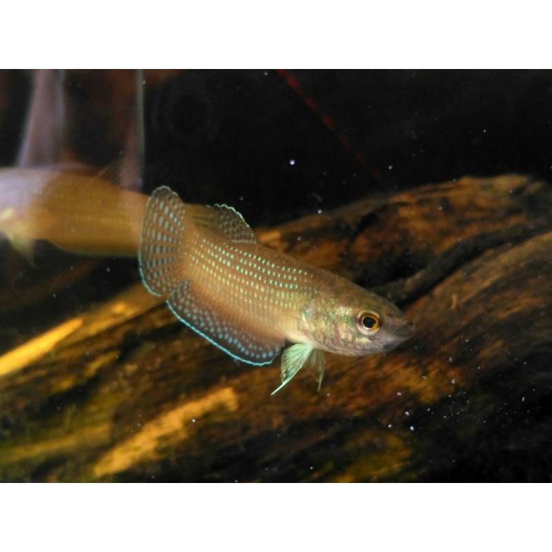 wild betta edithae