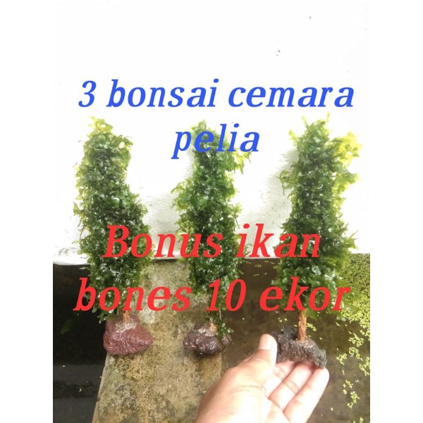 bonsai Cemara 3 pcs murah bonus 10 e ikan bones aries