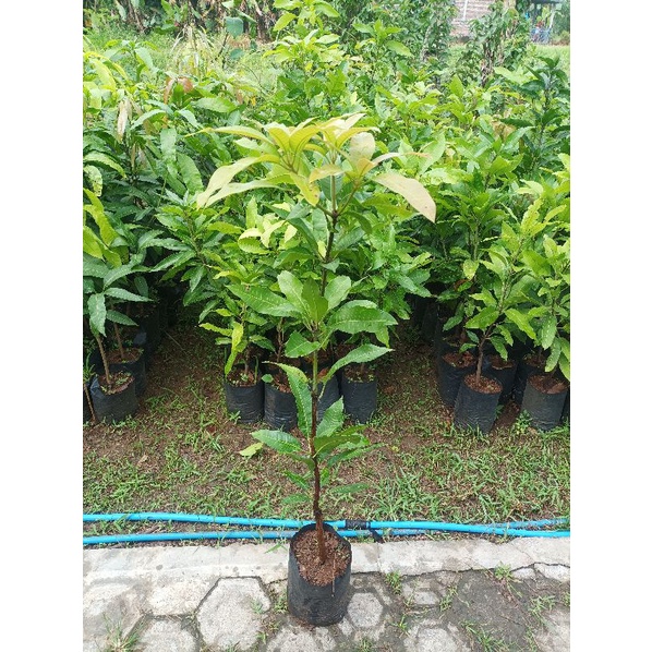 Bibit mangga manalagi || mangga madu