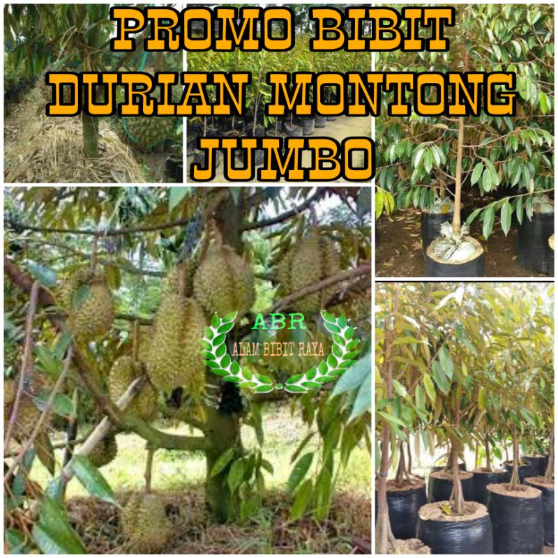 PROMO BIBIT DURIAN MONTONG JUMBO