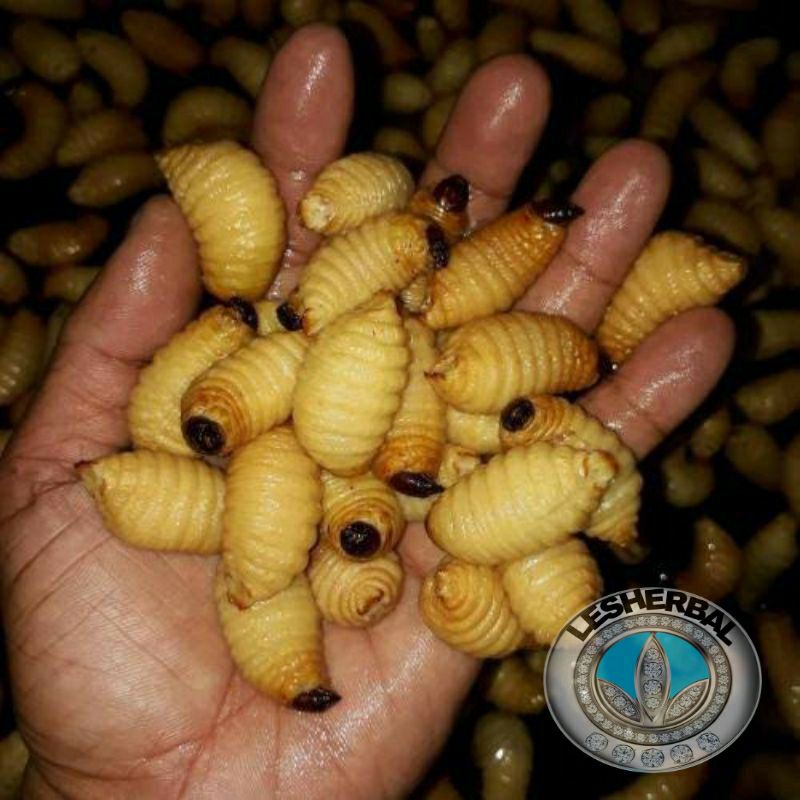 ulat sagu umpan pancing kondisi hidup per 25 ekor