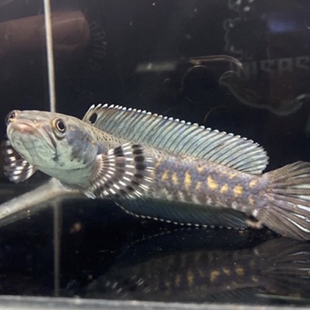 blue pulcra single tank 11-13 dan 14-16 cm (full Pb/pelet)