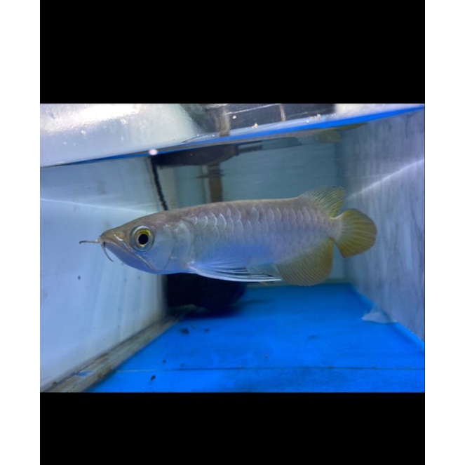 ARWANA G*LDEN RED HB