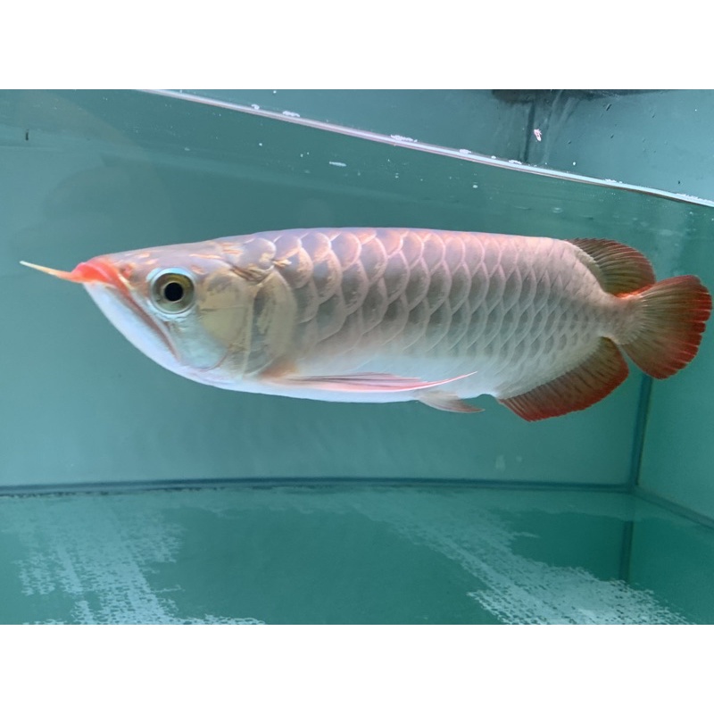 Ikan Arwana Super Red Size 38 Cm