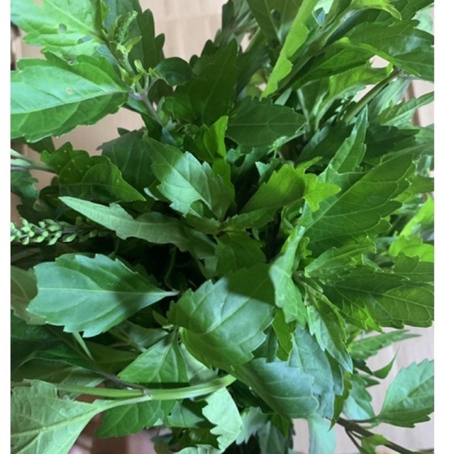 

Daun kumis kucing segar 500 grm tanaman herbal