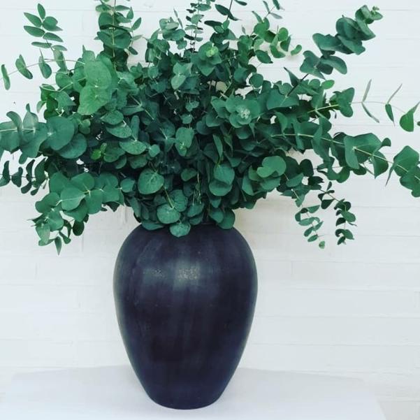 Daun Eucalyptus Segar Silver Dollar Import per batang