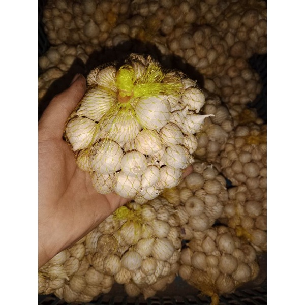 BAWANG PUTIH TUNGGAL KECIL