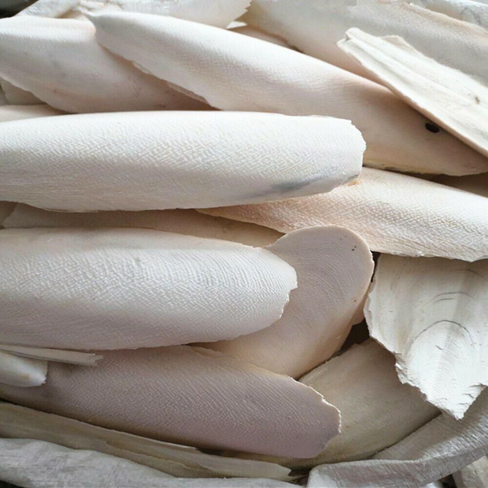 Solighter 20Pcs Cuttlefish Bone Snails Kalsium Kunyah Burung Cuttlebone