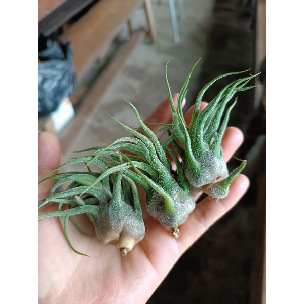 tillandsia pruinosa