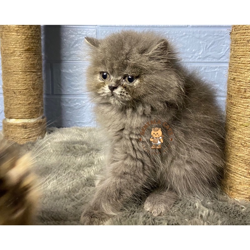 KUCING PERSIA FLATNOSE JANTAN KITTEN ABU SOLID
