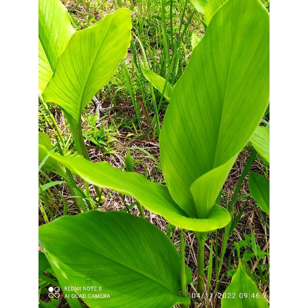 

daun kunyit presh 1.KG