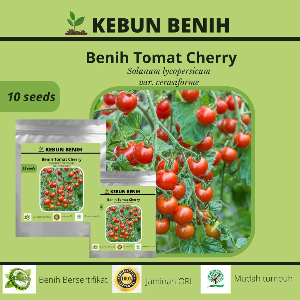 10 Benih Tanaman Tomat Cherry/ Benih Tomat Ceri Kualitas Unggul