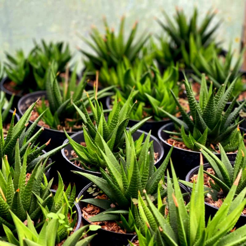 Haworthia Glabrata Medium