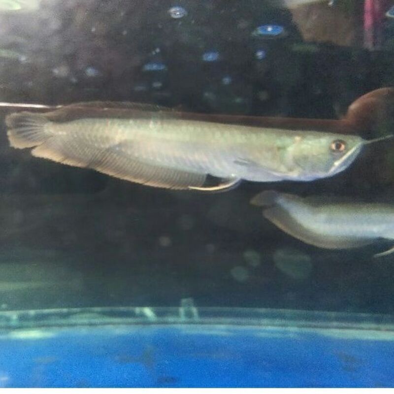 PROMO? Arwana Silver Red Serat Merahi Uk 18 - 25 cm Gosend Instan dan Grab Instan