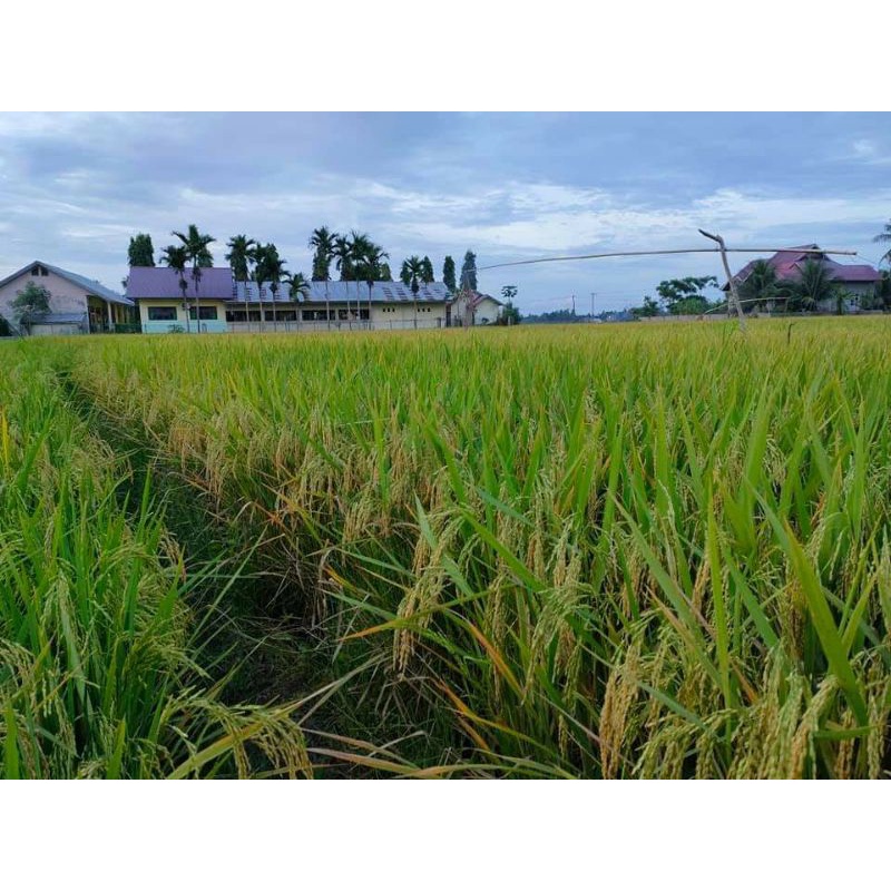 Benih Padi CBD 04 1kg Original & Asli