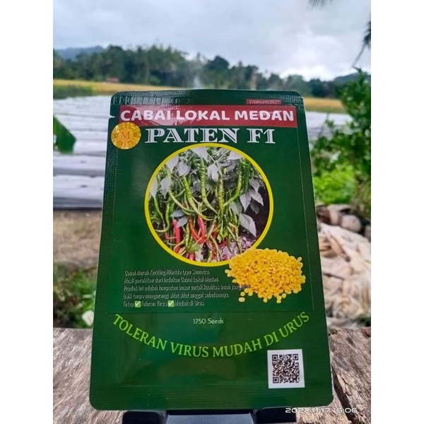 BIBIT CABE MEDAN HIBRIDA PATEN F1