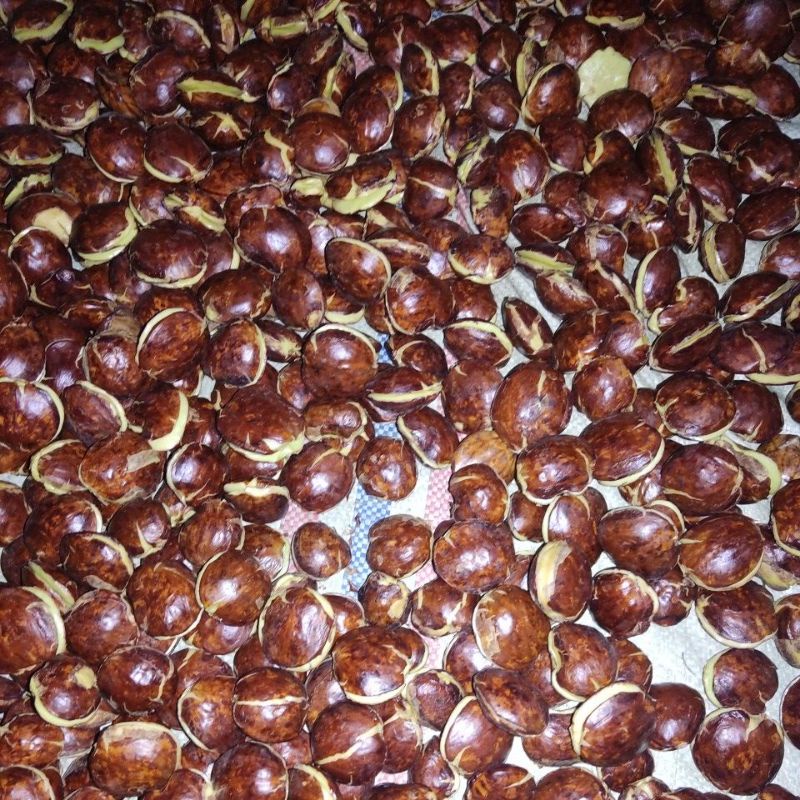 

Fresh Jengkol Tua Jreng 500gr