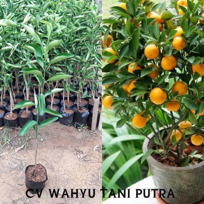 joss Bibit jeruk santang madu unggul hasil okulasi cepat berbuah viral