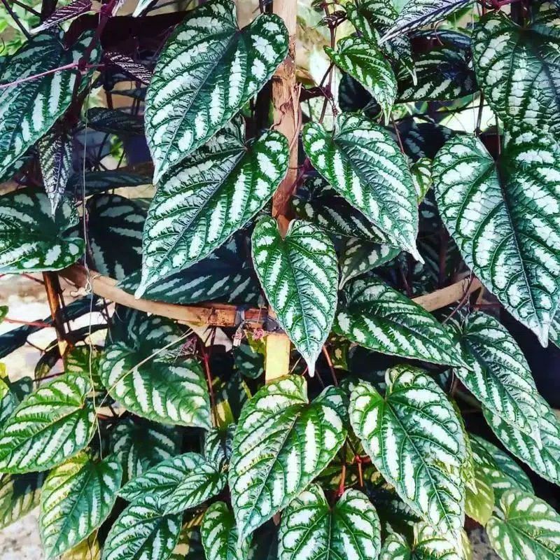 sirih keraton/sirih gading keraton herbal..