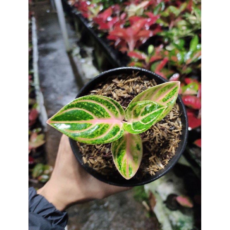 Baby Aglonema Rinjani/Anakan Aglonema Rinjani 1-2 Daun[BISA COD]