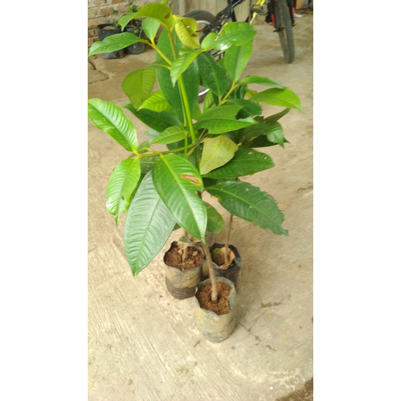 Bibit manggis super