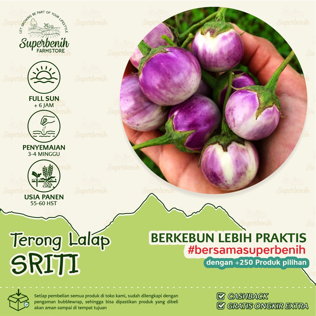 50 Biji - Benih Terong Lalap ungu SRITI