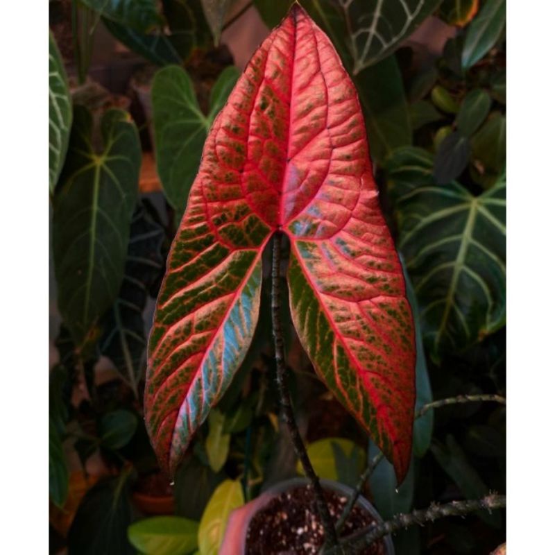 bibit tanaman/ bonggol sehat CRYTOSPERMAJOHNSTONII