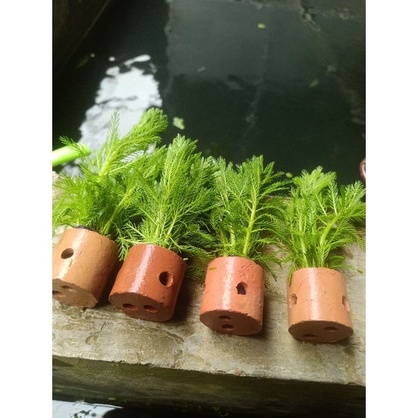 hygrofila Brazil per pot