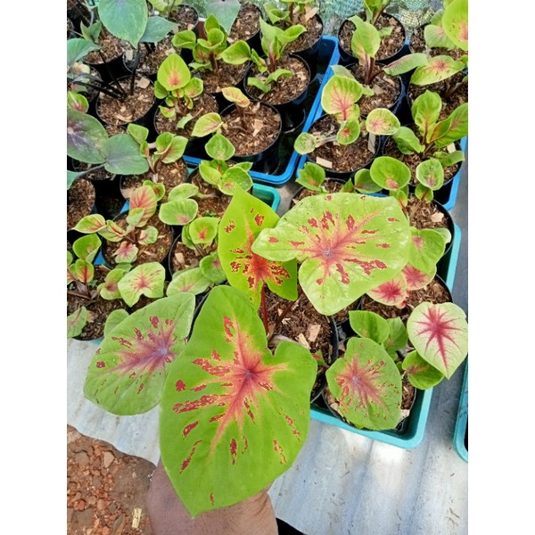 tanaman bunga caladium yellow leopard