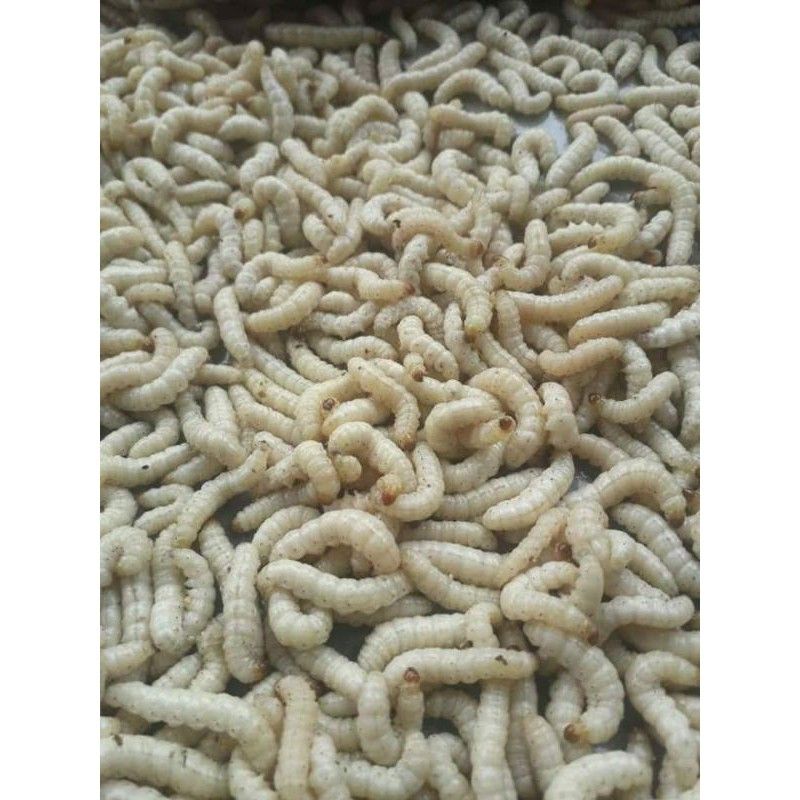 Ulat Bambu umpan mancing dan pakan burung