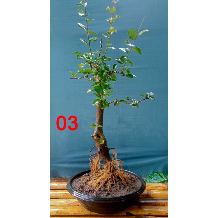 Bahan Bonsai RUKEM Sesuai Foto