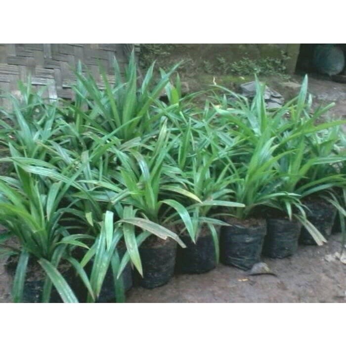 

Daun Pandan Segar Bisa untuk Bibit / Benih COD