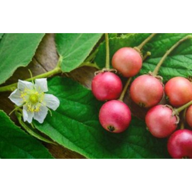 

Daun Keres / daun kersen