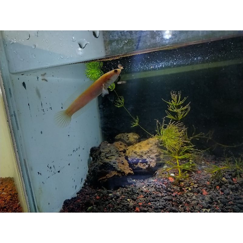 channa limbata golden xhantic