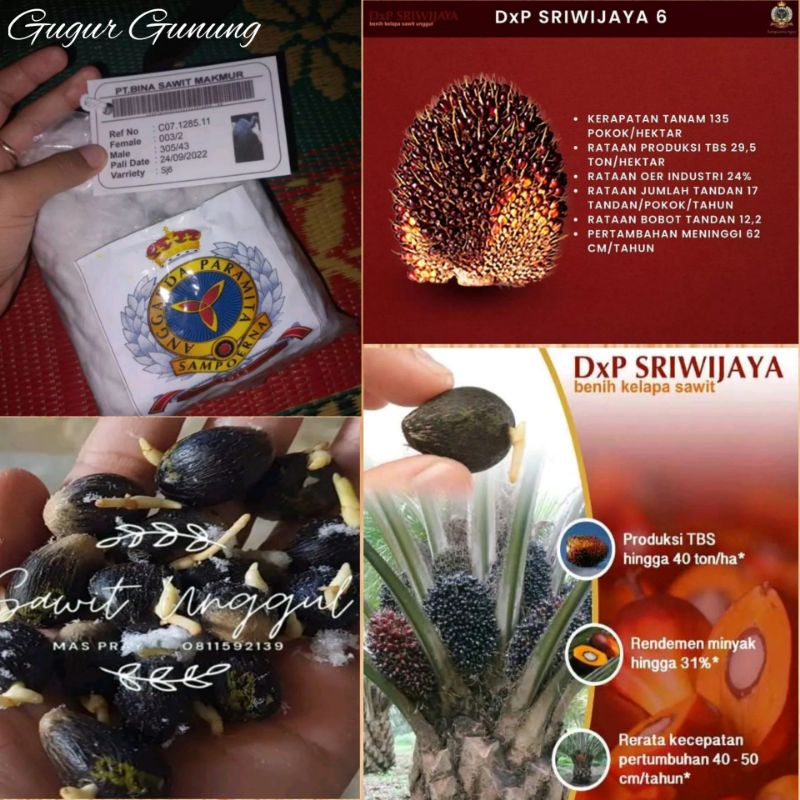 BIBIT KECAMBAH UNGGUL SAWIT SRIWIJAYA 6 ASLI BIBIT SAWIT SJ6 ASLI ORIGINAL KUALITAS UNGGUL TERBAIK