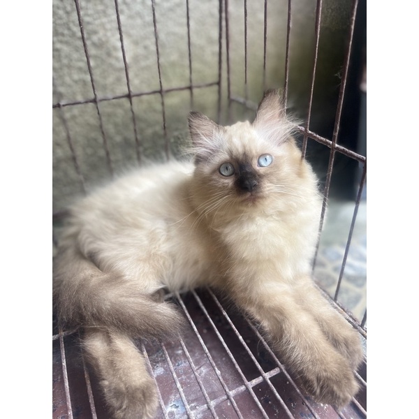 kitten himalaya seal point betina
