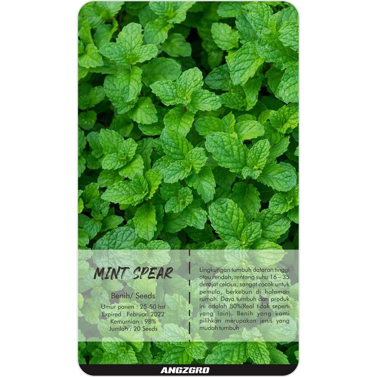 

ANGZGRO Mint Spear 20 Seeds