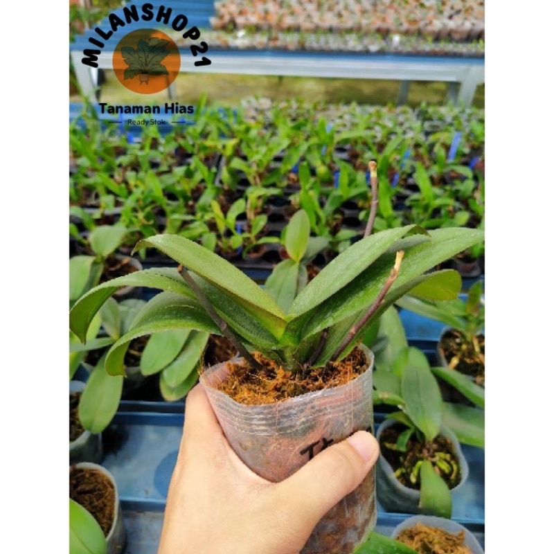 Anggrek Bulan Dewasa Siap Berbunga/Spike