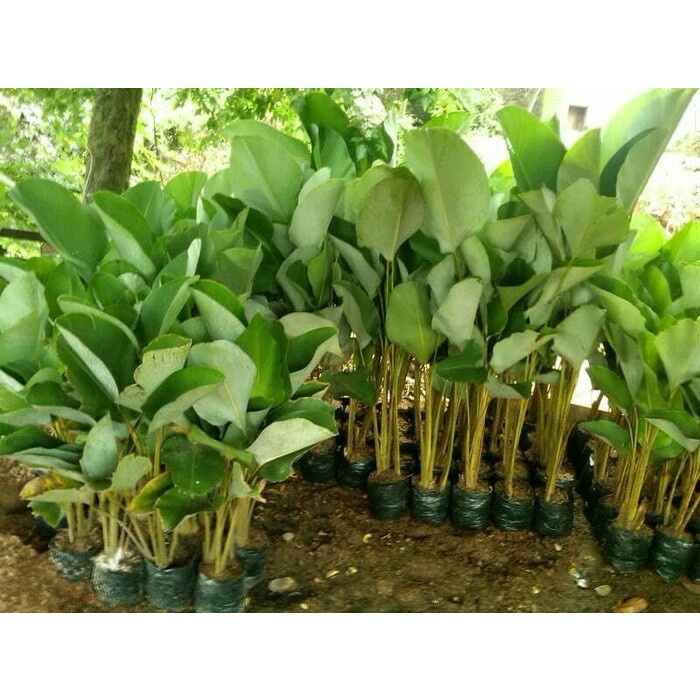 Pisang calatea / pohon pisang calatea FF11