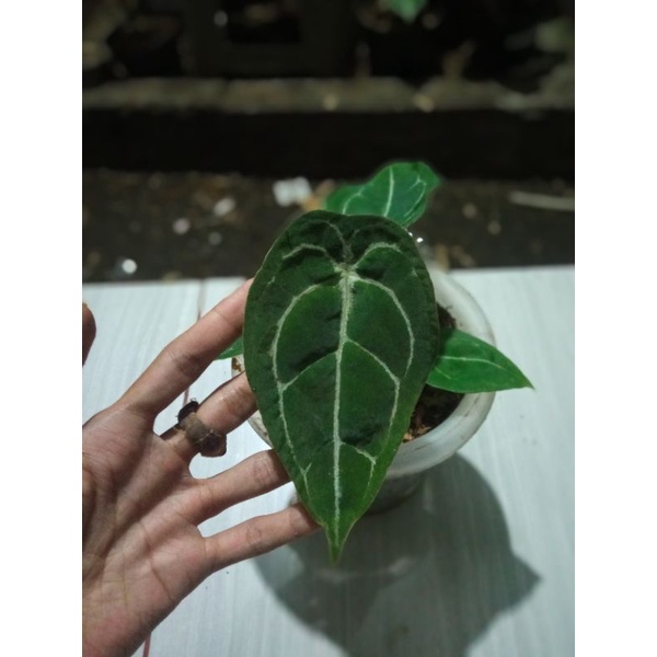 forget x ace of spades