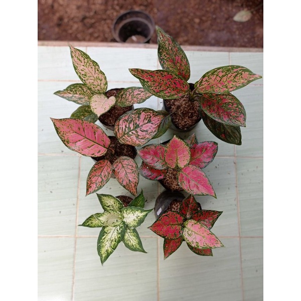 Paket Lady Valentine / dut anjamani / venus jumbo / ruby dinamit / Lukisan cinta