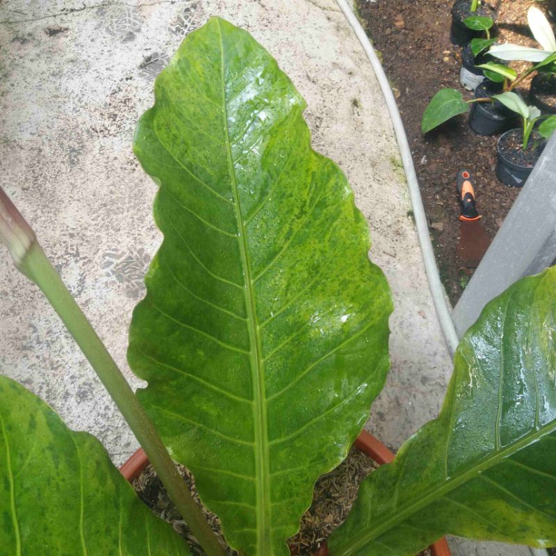ANTHURIUM HOKERI VARIGATA