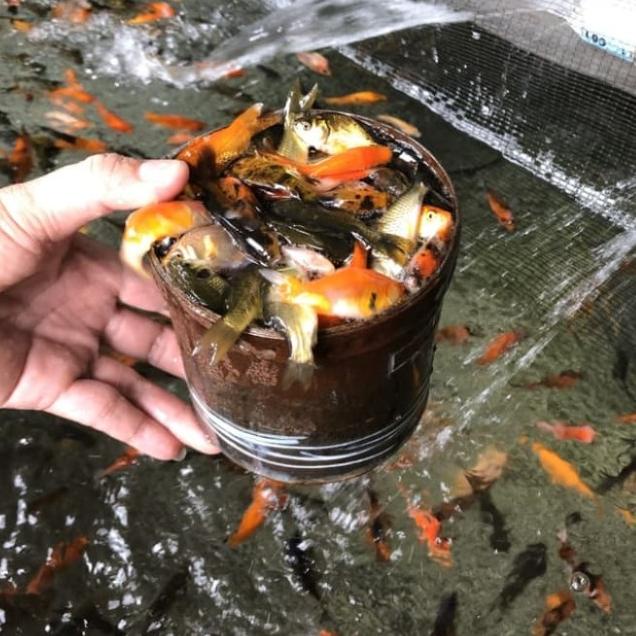 Umpan Ikan Predator/Anakan Ikan Mas Pakan Ikan Predator 1 Liter - 1/2 liter